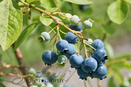 Blueberries 003
